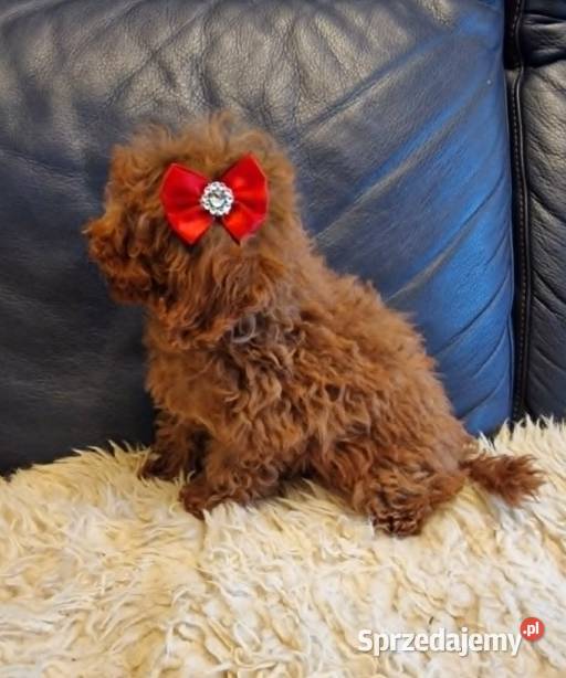 Pudel Toy Miniaturka śliczna suczka red