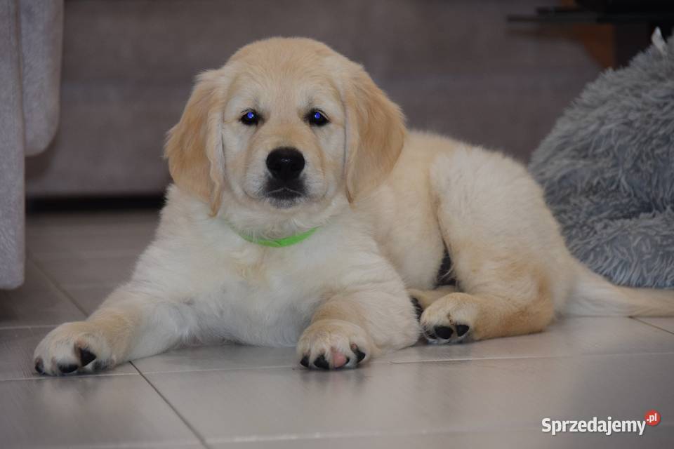 Szczenięta Golden Retriever ZKWP FCI Golden Retriever Łochów