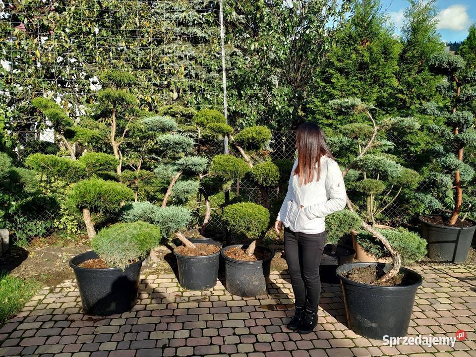 Drzewa i Krzewy Formowane bonsai szkółka Ustroń sprzedam