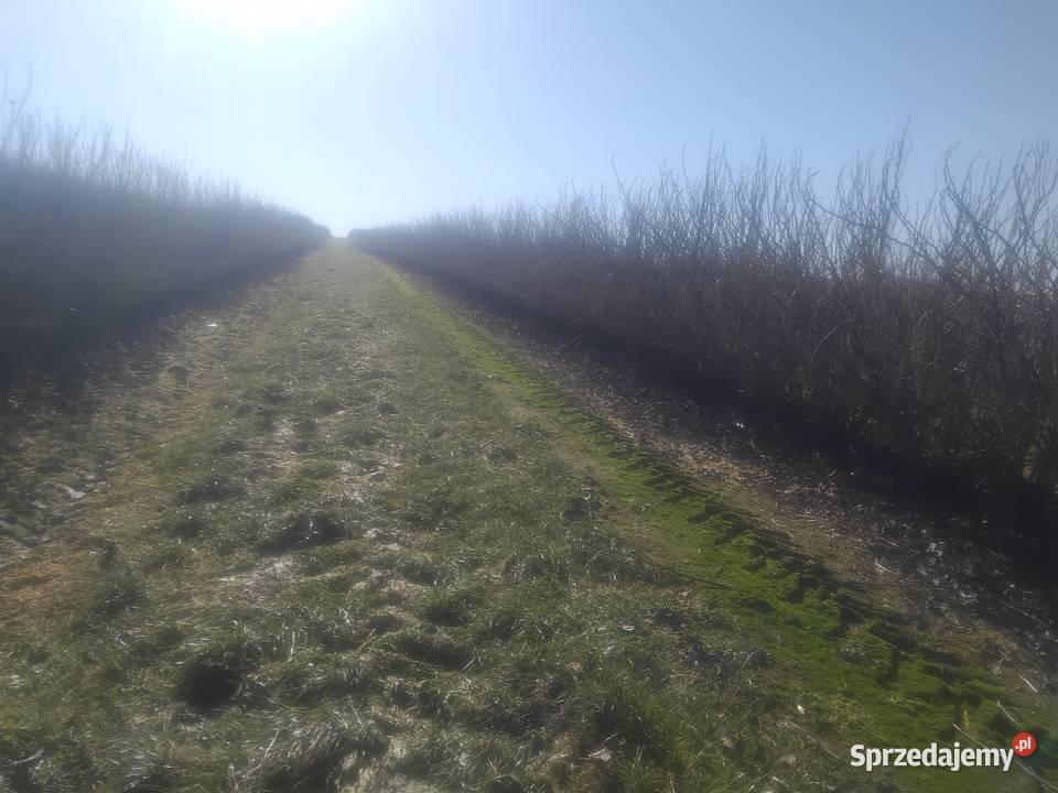 Podcinacz podkaszarka do porzeczek agrestu Kraśnik