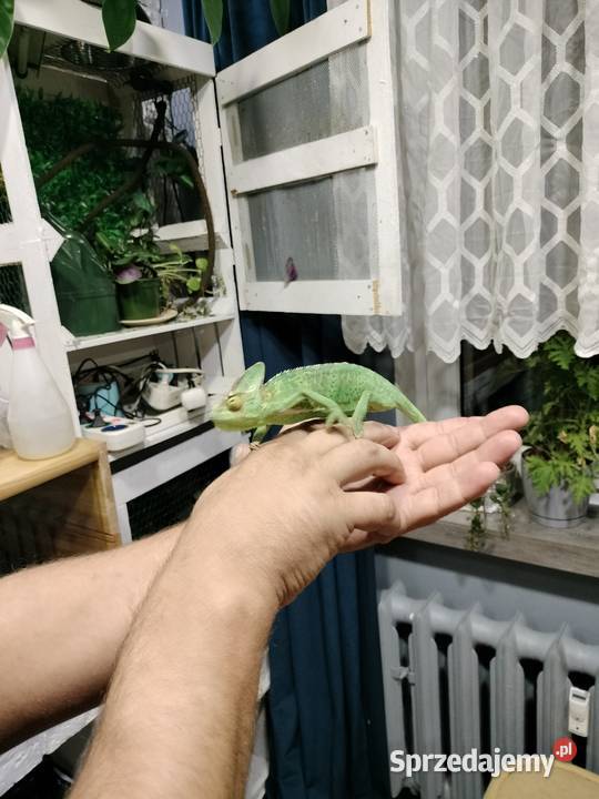 Młode kameleony Rybnik sprzedam