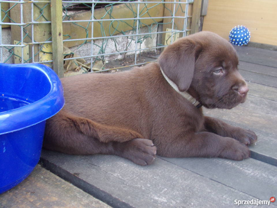 Sprzedam szczenięta labrador retriever Labrador Wrocław