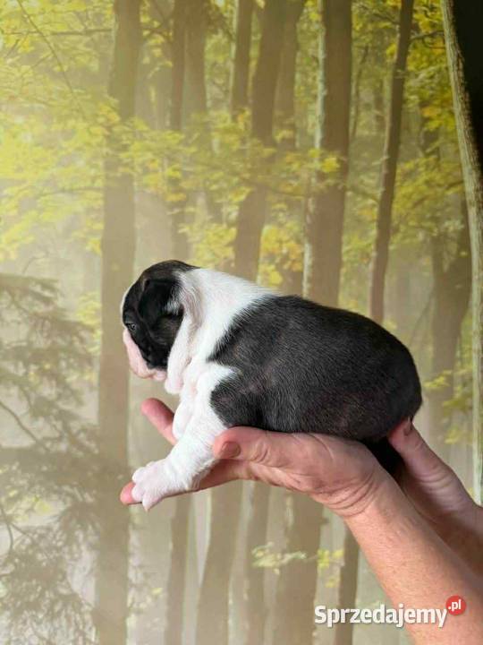Boston Terrier ZKwPFCI
