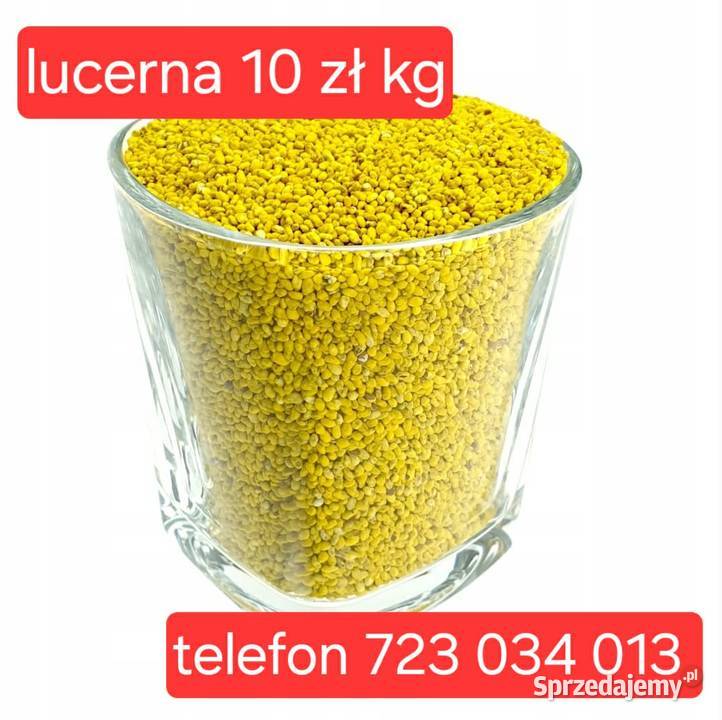 lucerna SUPER nasiona PIERWSZA KLASA producenta lubelskie Mołożów