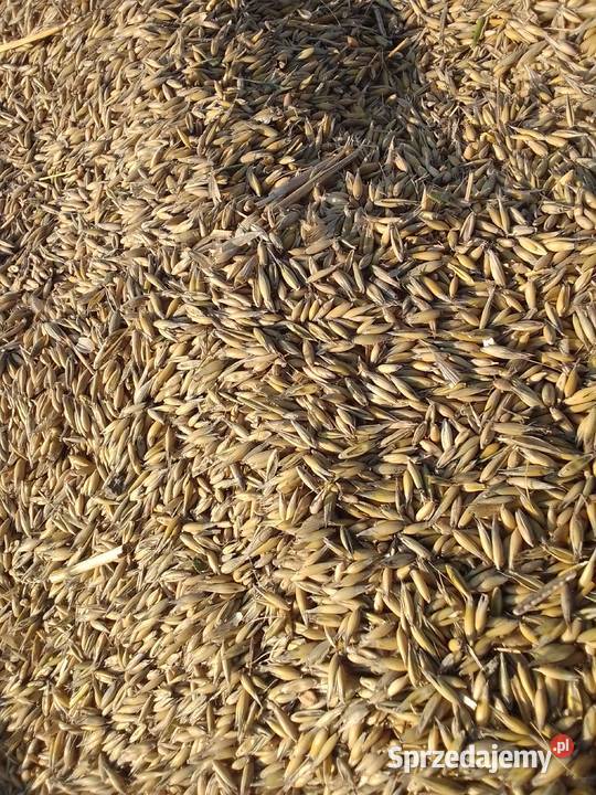 Owies na opał dobra kaloryczność Kończyce Małe