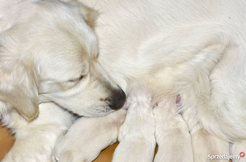 szczenięta Golden Retriever rezerwacja podkarpackie Głogów Małopolski sprzedam