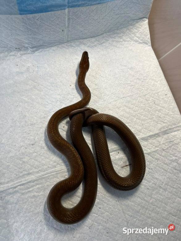 Boa Tęczowe Kolumbijskie