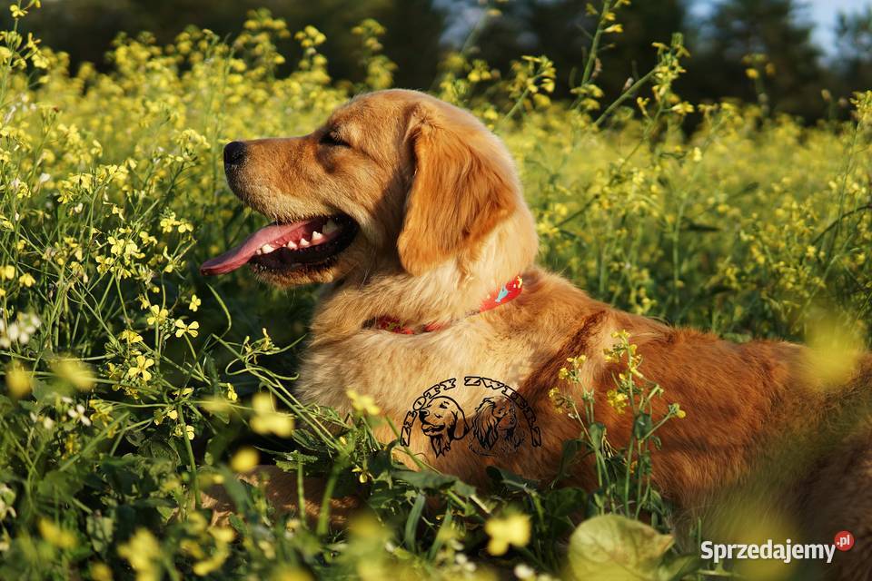 Szczeniak Golden Retriever Golden Retriever podkarpackie Rzeszów sprzedam