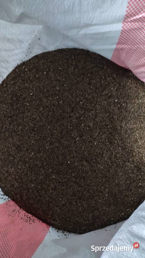 Nasiona ziarno kopru koper do ogórków Rośliny przemysłowe wielkopolskie Gowarzewo