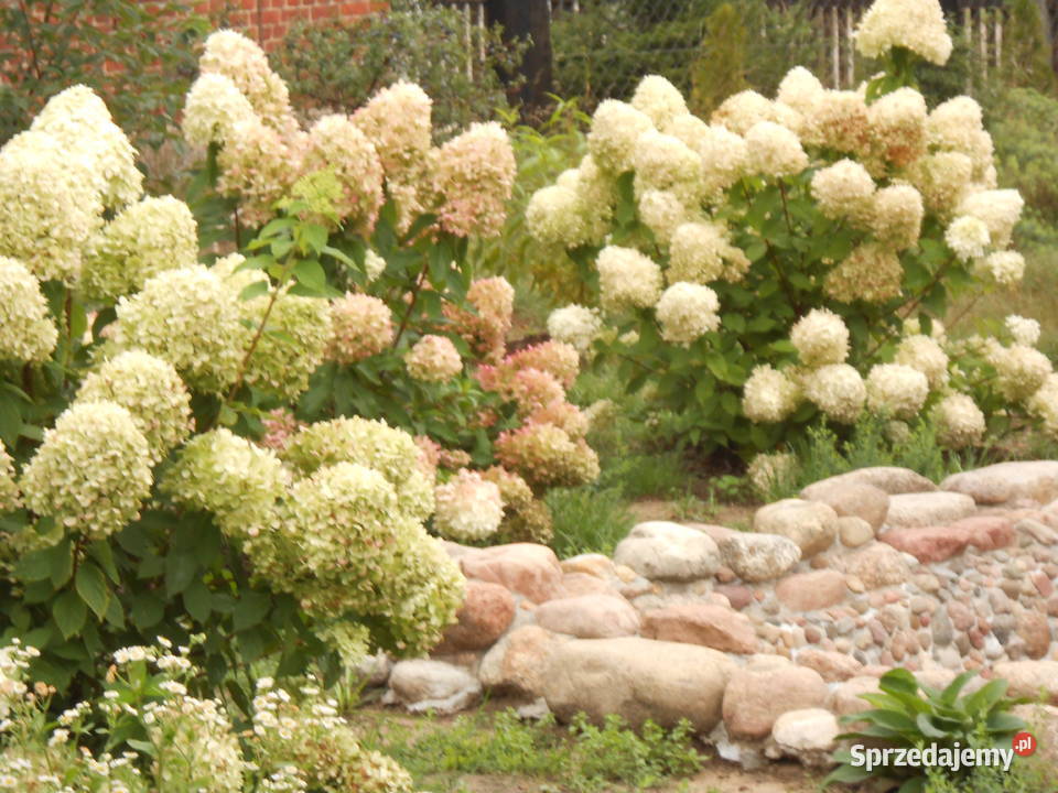 SPRZEDAM UROKLIWE SIEDLISKO W BORACH TUCHOLSKICH kujawsko-pomorskie Śliwiczki