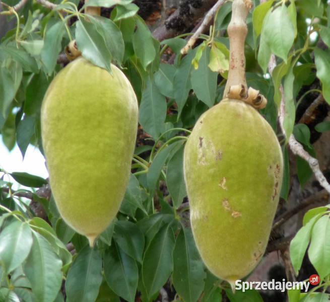 BAOBAB AFRYKAŚKI Adansonia digitata NASIONA 20 Lubanie