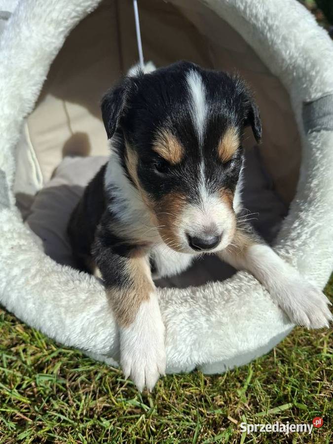 Owczarek Szkocki Collie Szczeniaki opolskie Olesno