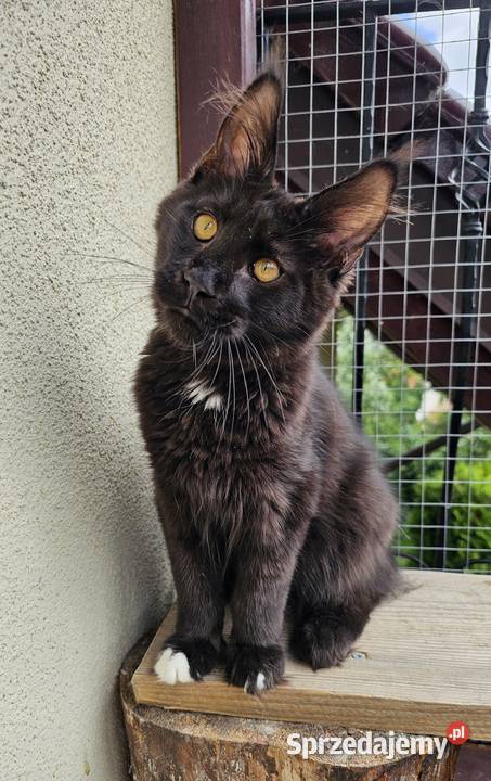 przymilny duży Maine Coon FPL Gdańsk