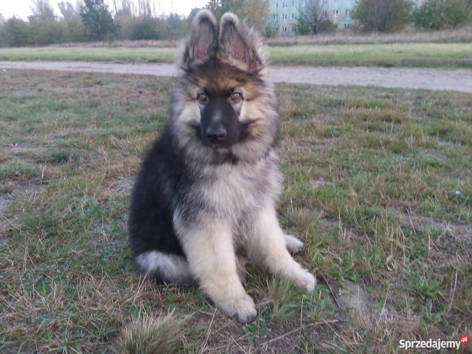 Piękny owczarek niemiecki dlugowlosy sprzedam