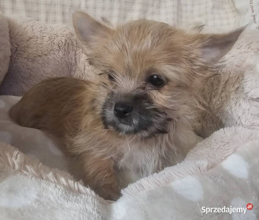 Yoreczka śliczna dziewczynka złota Częstochowa