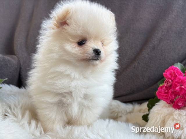 SZPIC MINIATUROWY POMERANIAN PIĘKNE DWA PIESKI Warszawa sprzedam