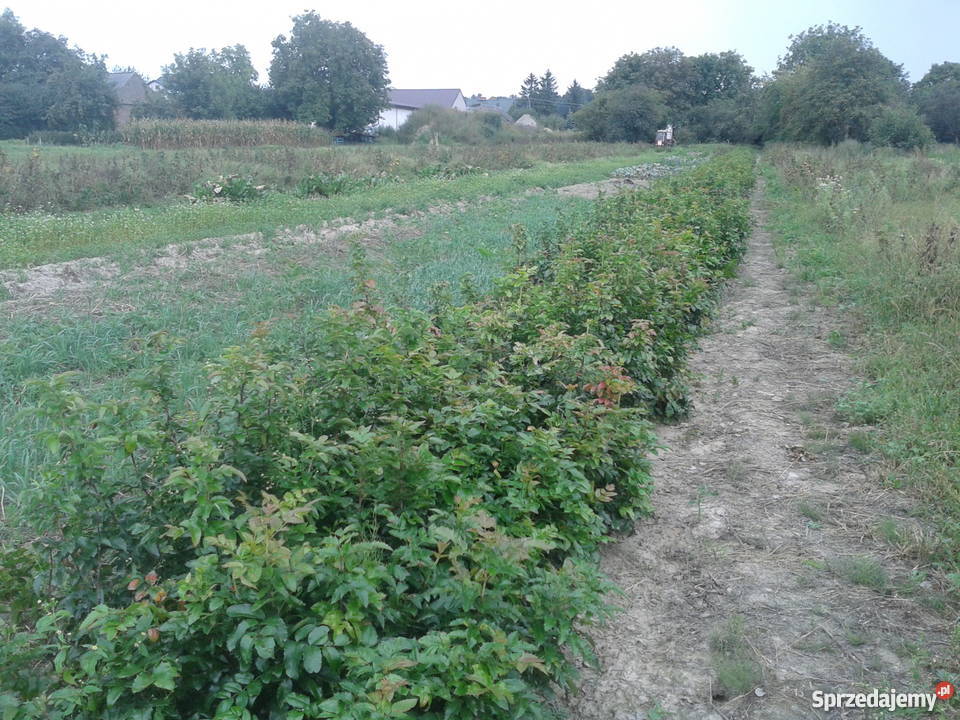 mahonia gałązki hurtdetal tanio duże ilości Puławy