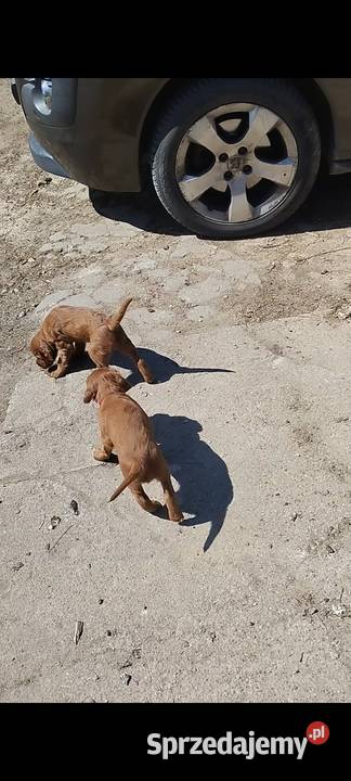 Sprzedam szczeniaka rasy Seter Irlandzki Lubawa