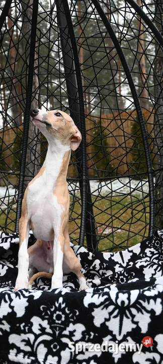 Whippet Chart Angielski Aleksandria
