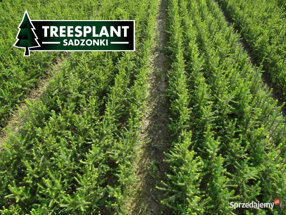 Sadzonki Świerka Pospolitego na plantacje Zielona Góra