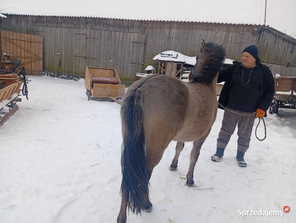 Sprzedam klacze konika polskiego zamienię Konie Dorohusk