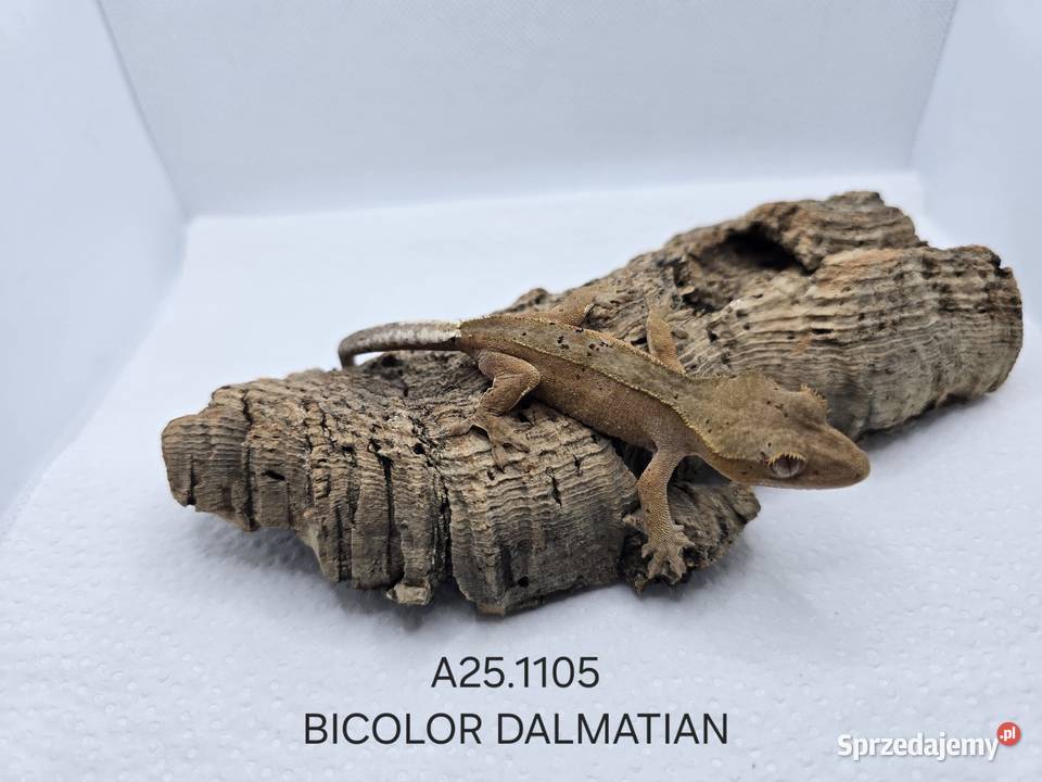 Gekony orzęsione Zawiercie