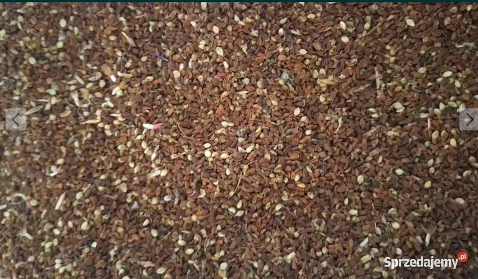 Facelia błękitna Rolnictwo Bukowa