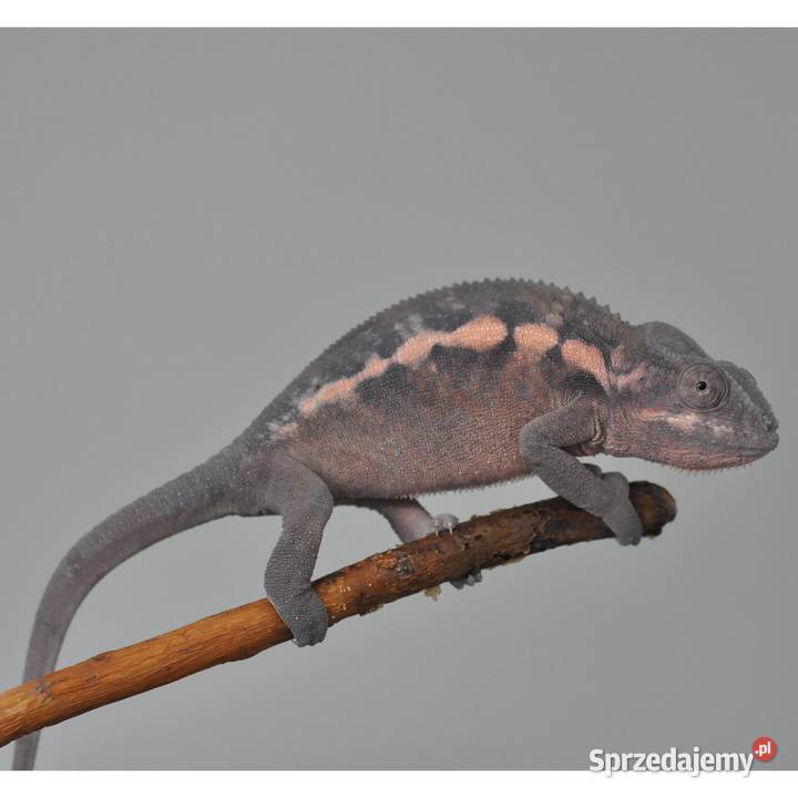Kameleon lamparci samica śląskie