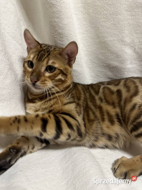 Bengalski kocur Bruno 5miesięczny Golden Spotted Bengalski