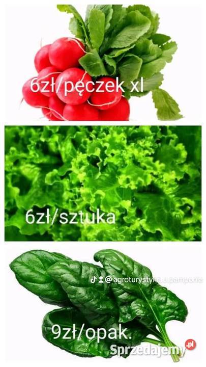 Nowalijki wiosenne rzodkiewka szpinak sałata Lwówek Śląski