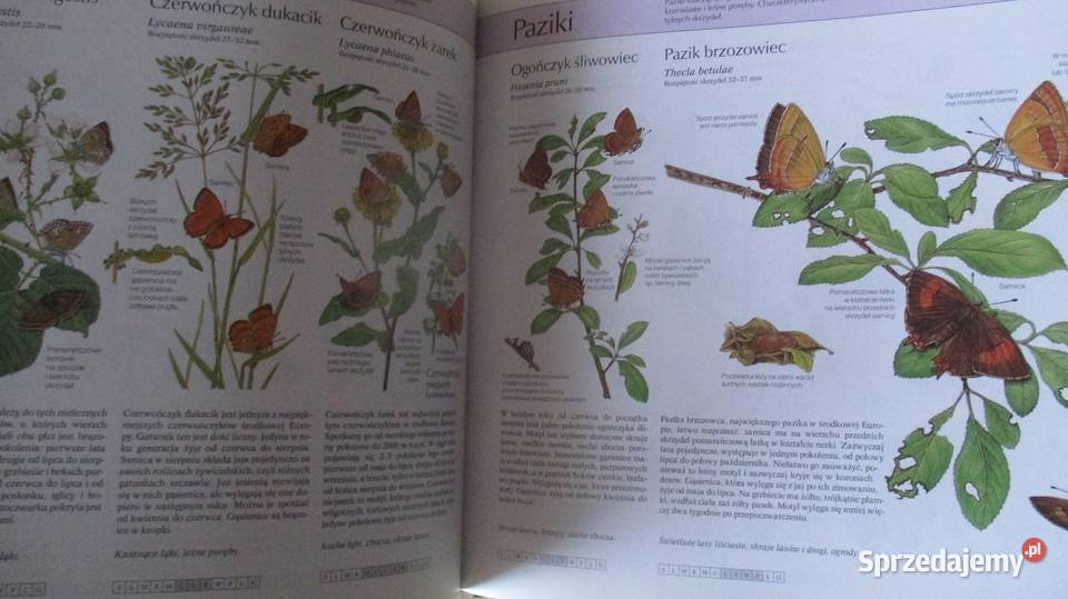 Larouss Ziemia Rośliny Zwierzęta Nasza przyroda łódzkie sprzedam