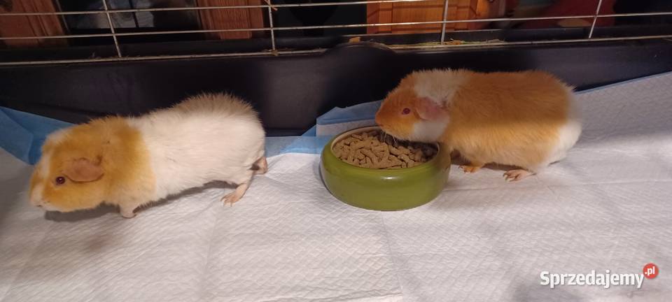 100 KLATKA 6 KILO VERSELE LAGA DOMEK POLAR wielkopolskie Poznań sprzedam