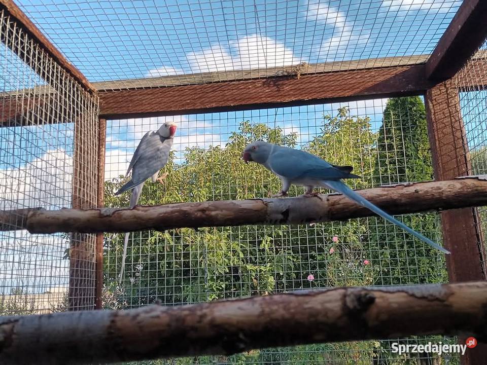 Papuga aleksandretta Zwierzęta Prabuty