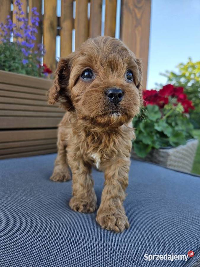 Śliczny piesek Cavapoo