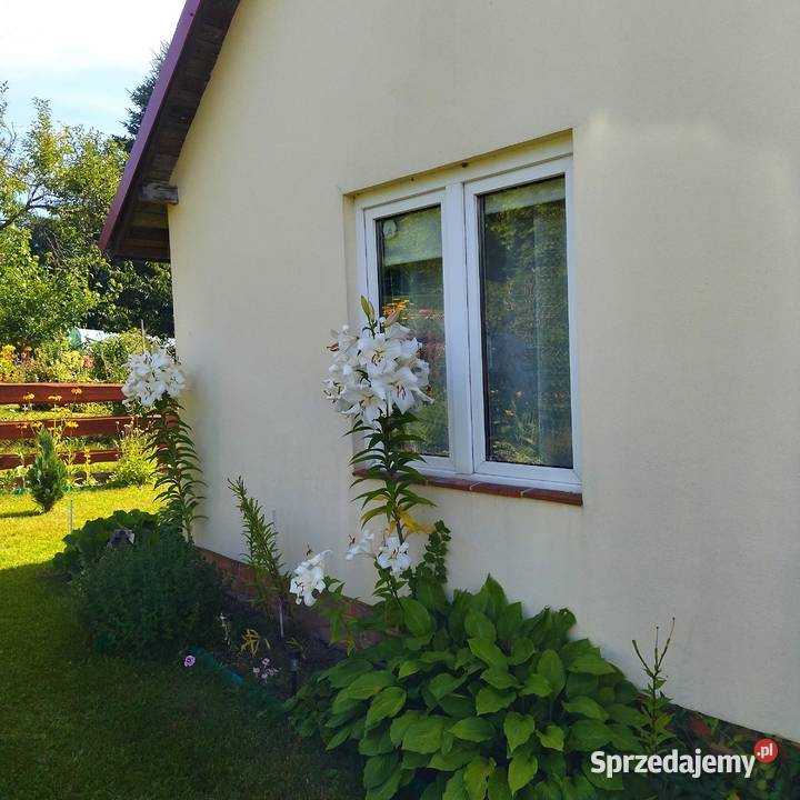 Sprzedam działkę ROD Bielany sprzedam