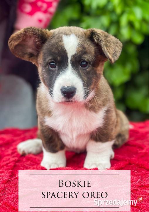 OREO FCI Welsh Corgi Cardigan Championachdomowa wielkopolskie Poznań