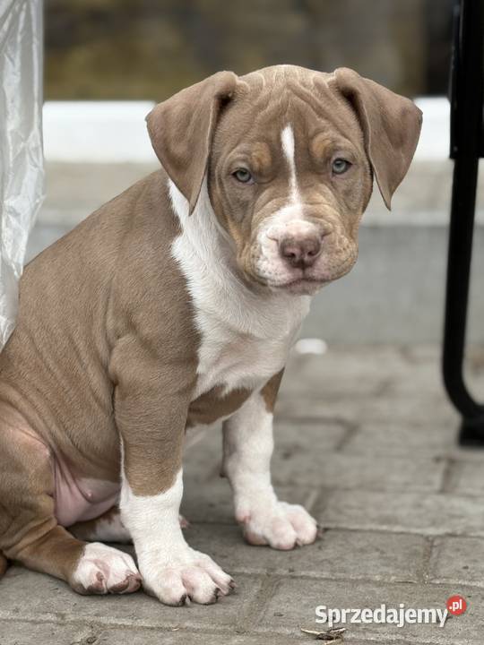 American bully xl suczka Czerlejno