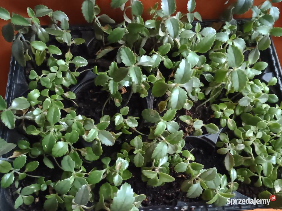 Żyworódka roślina do domowego leczeniaKwiaty Zioła Łódź sprzedam