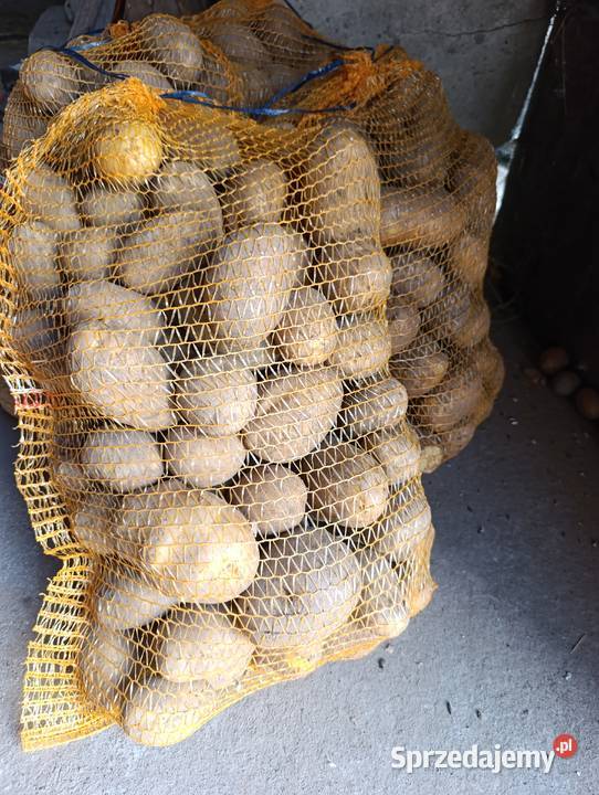 Ziemniaki jadalne lila Kowal