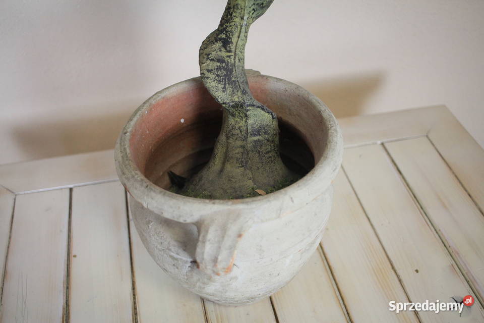 Piękne drzewko donica śląskie