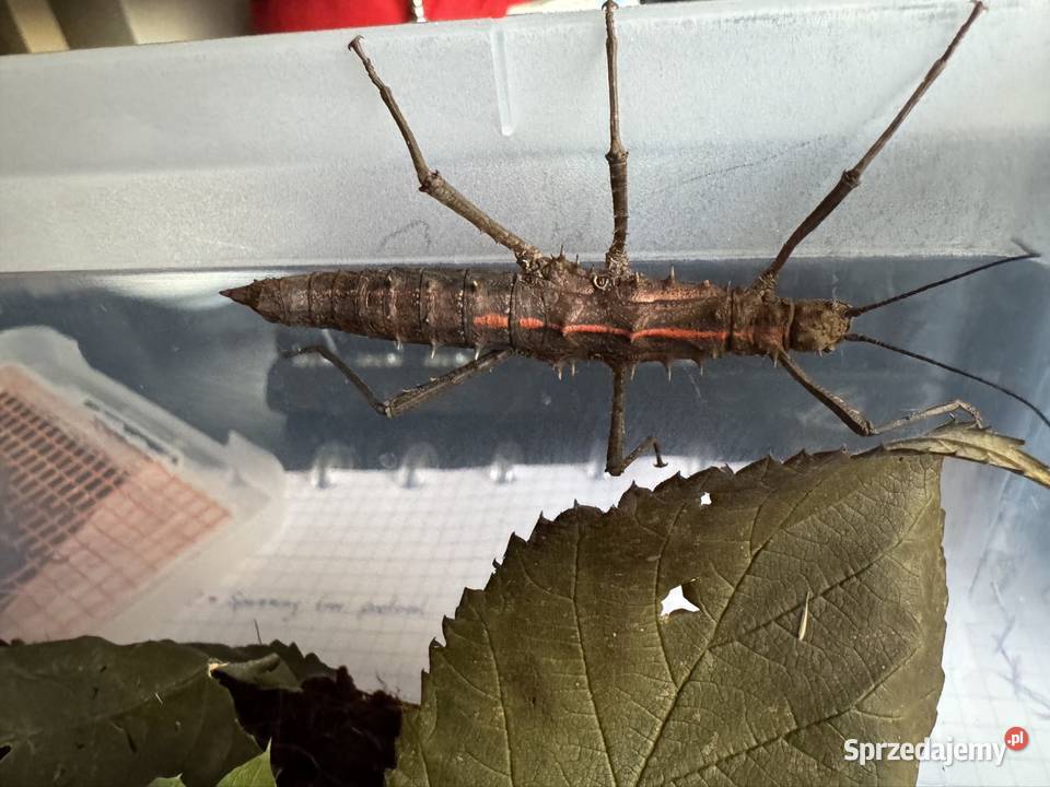 Straszyki na sprzedaż różne gatunki proszę pytać Jastrzębie-Zdrój sprzedam