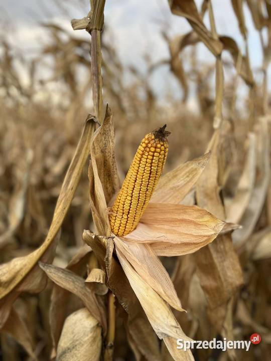 Nasiona kukurydzy Pioneer P0710 fao 320 późny