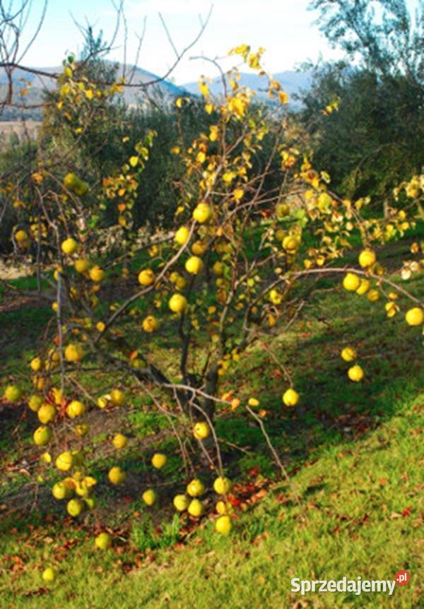 PIGWA POSPOLITA Cydonia oblonga NASIONA 600 Lubanie sprzedam