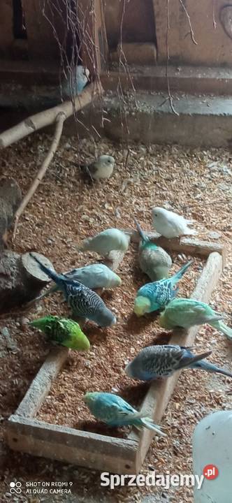 Do sprzedania papugi faliste Tarzymiechy Trzecie