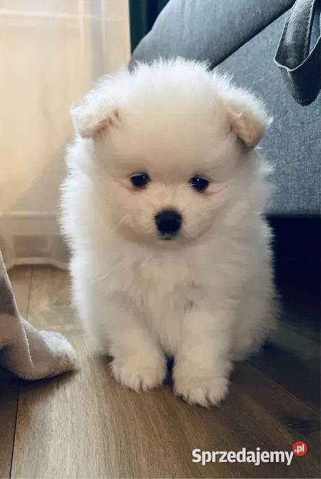 Pomeranian Szpic miniaturowy Miniaturowe Lwy świętokrzyskie Ostrowiec Świętokrzyski