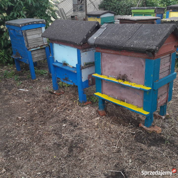Ule z pszczołami Warszawskie Poszerzane STAN