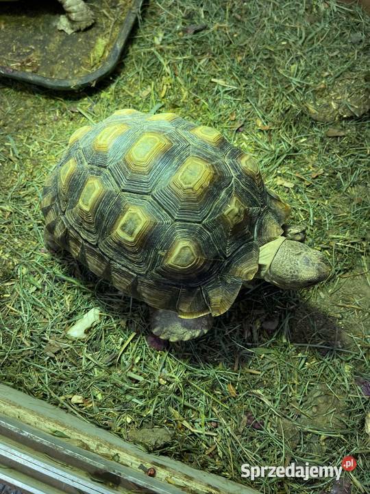 Zółw pustnyy żółw lądowy centrochelys sulcata Miechów sprzedam