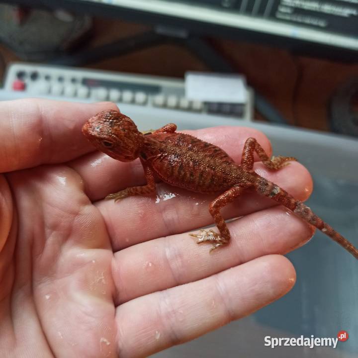 Agama Brodata Jaszczurka Początkujących Błonie