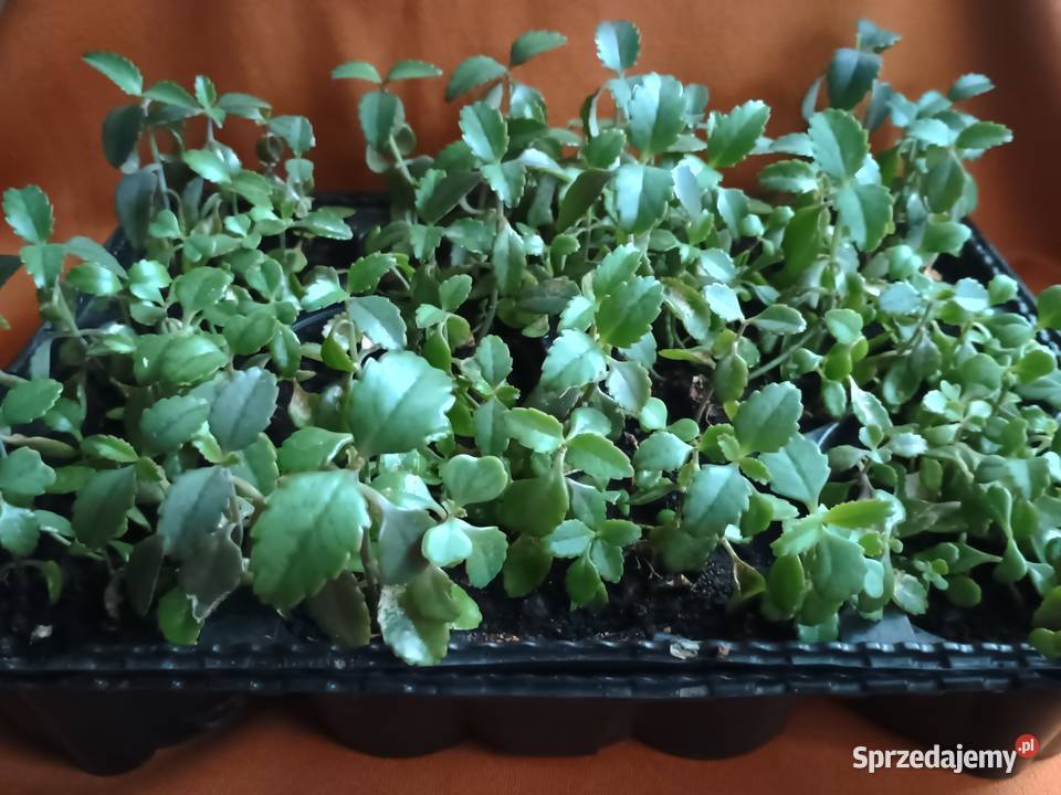 Żyworódka roślina do domowego leczeniaKwiaty Łódź sprzedam