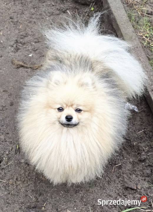 Pomeranian szpic miniaturowy zkwp FCI Piątkowisko